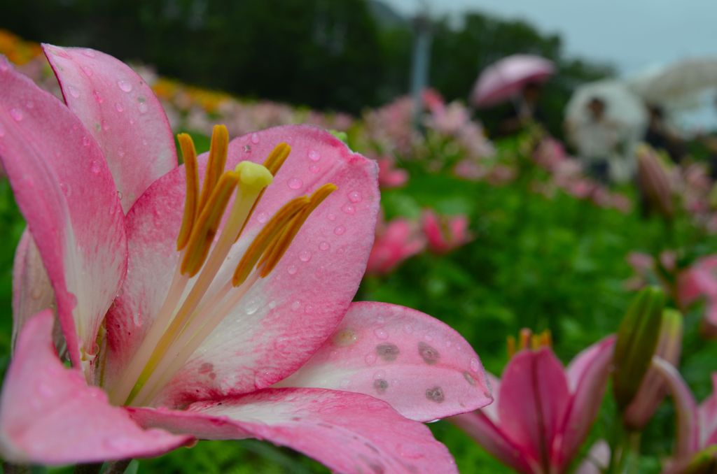 雨のゆり園