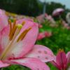 雨のゆり園