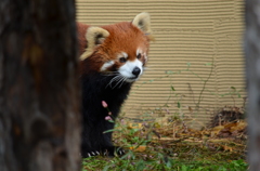 レッサーパンダ