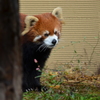 レッサーパンダ