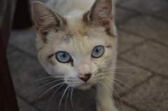 ノラ猫さん