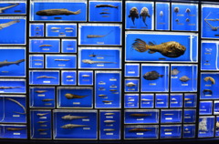 深海魚標本