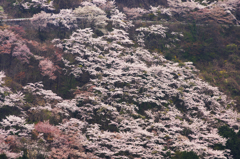 対岸の桜