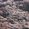 対岸の桜