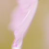 花の滴