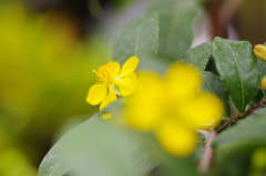 One point Yellow