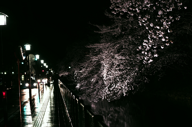 桜雨