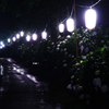 夜に咲く