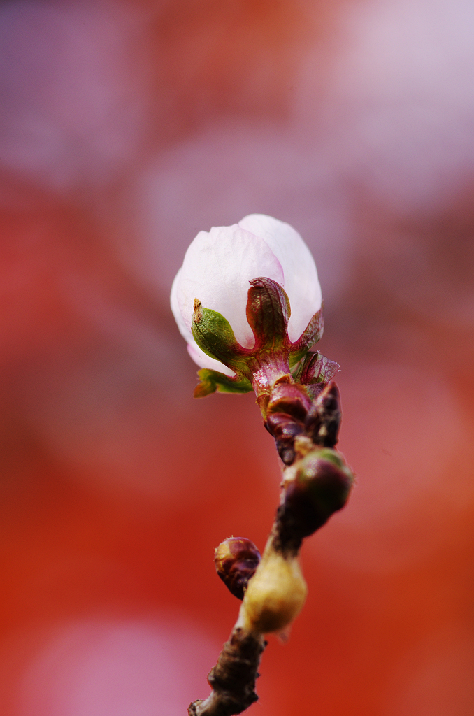冬桜、秋に咲く