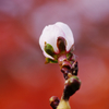 冬桜、秋に咲く