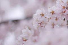 桜花慈眼寺