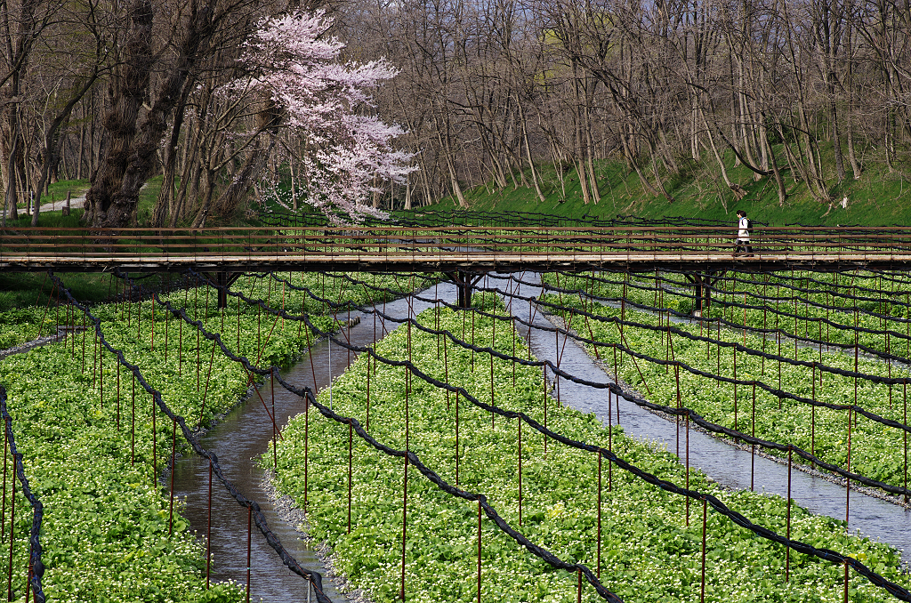 ワサビ桜