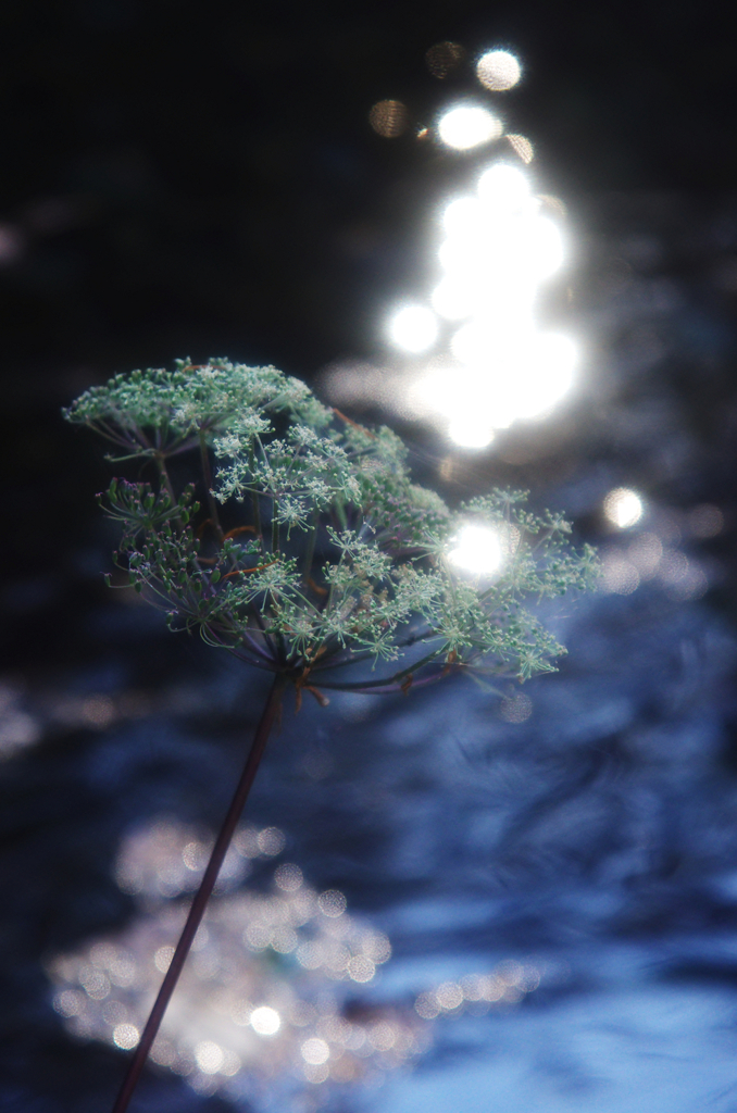 幻灯花