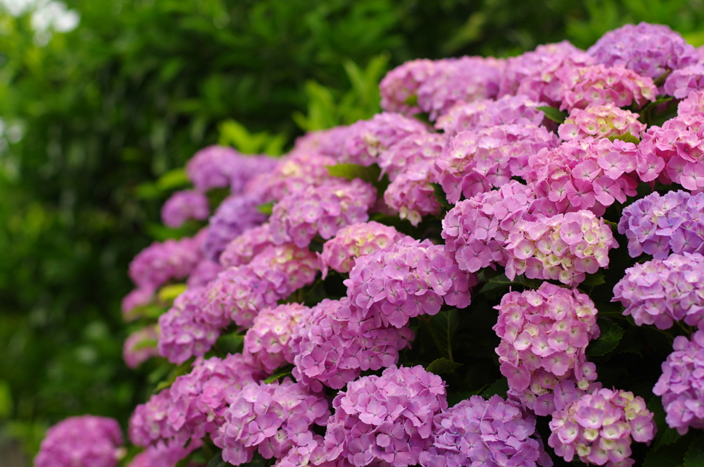 紫陽花