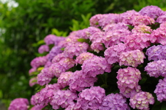 紫陽花