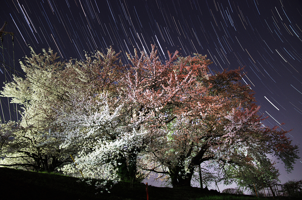 斑桜