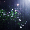 村雨とアジサイ