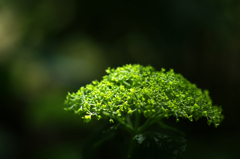 green spot