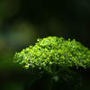 green spot