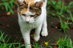 狙う