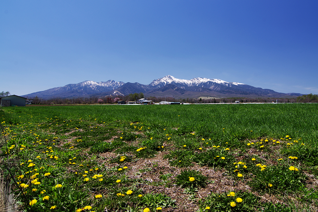 八ヶ岳とタンポポ