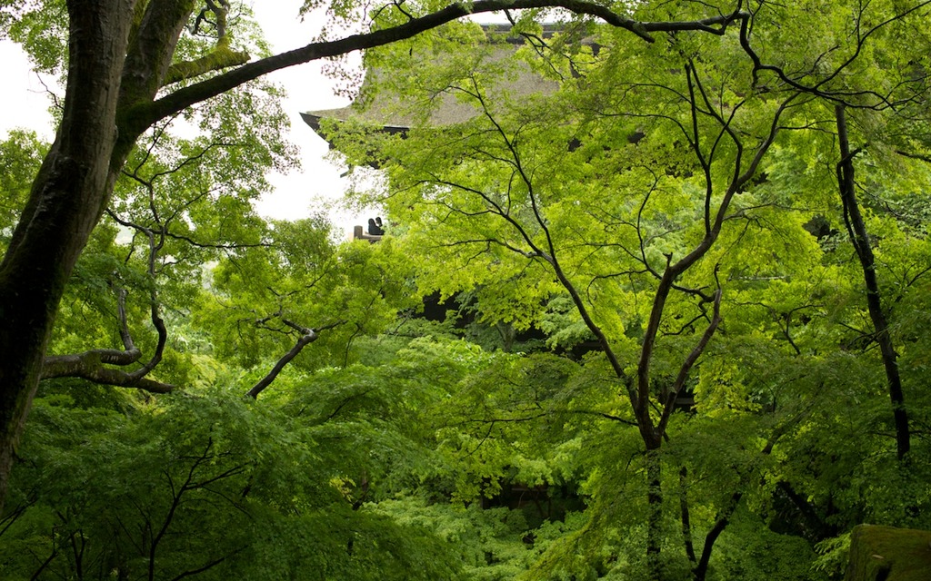 新緑＠清水寺