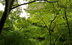 新緑＠清水寺