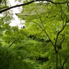 新緑＠清水寺