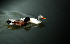 NIKON D70_20090412
