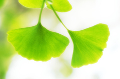 NIKON D70_20090508