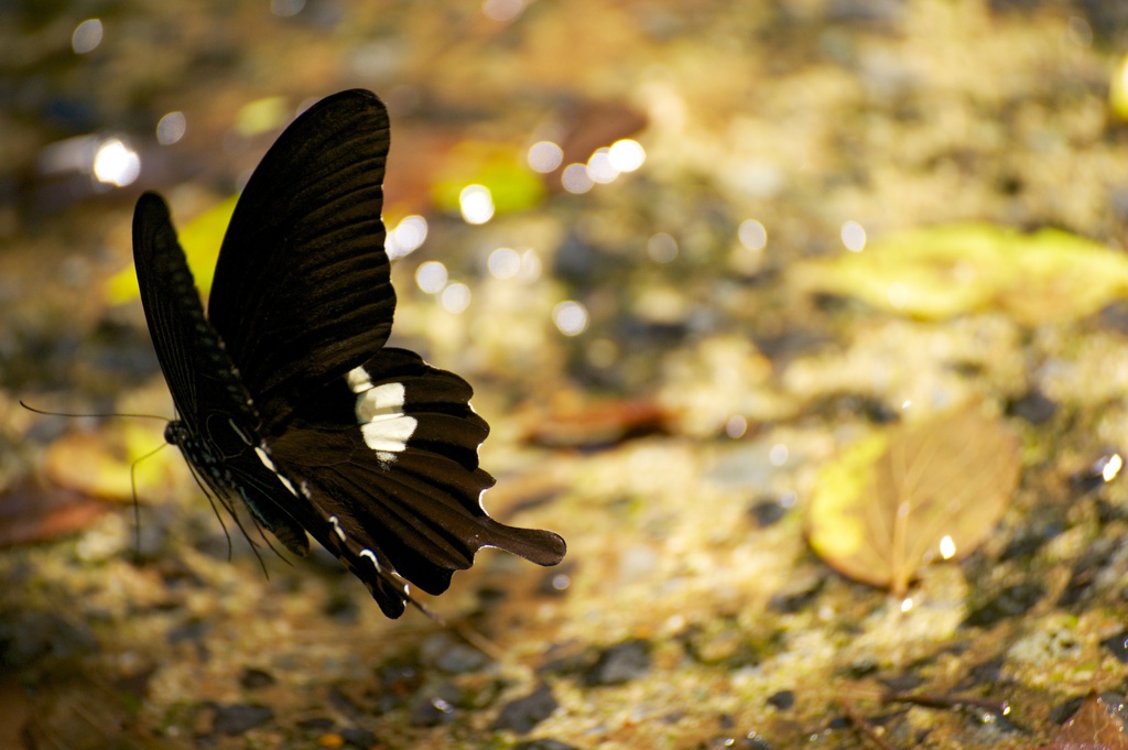 Papilio helenus 2