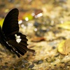 Papilio helenus 2