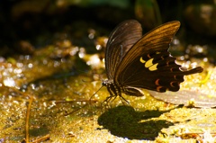 Papilio helenus　1