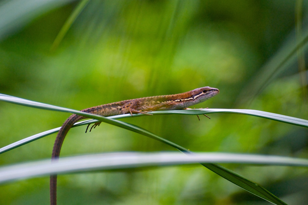 カナヘビ～Takydromus tachydromoides