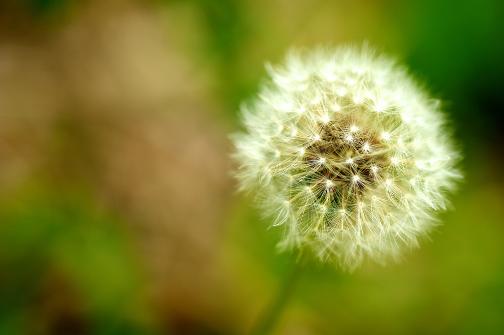 ・・・Dandelion