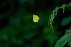 黄蝶の舞