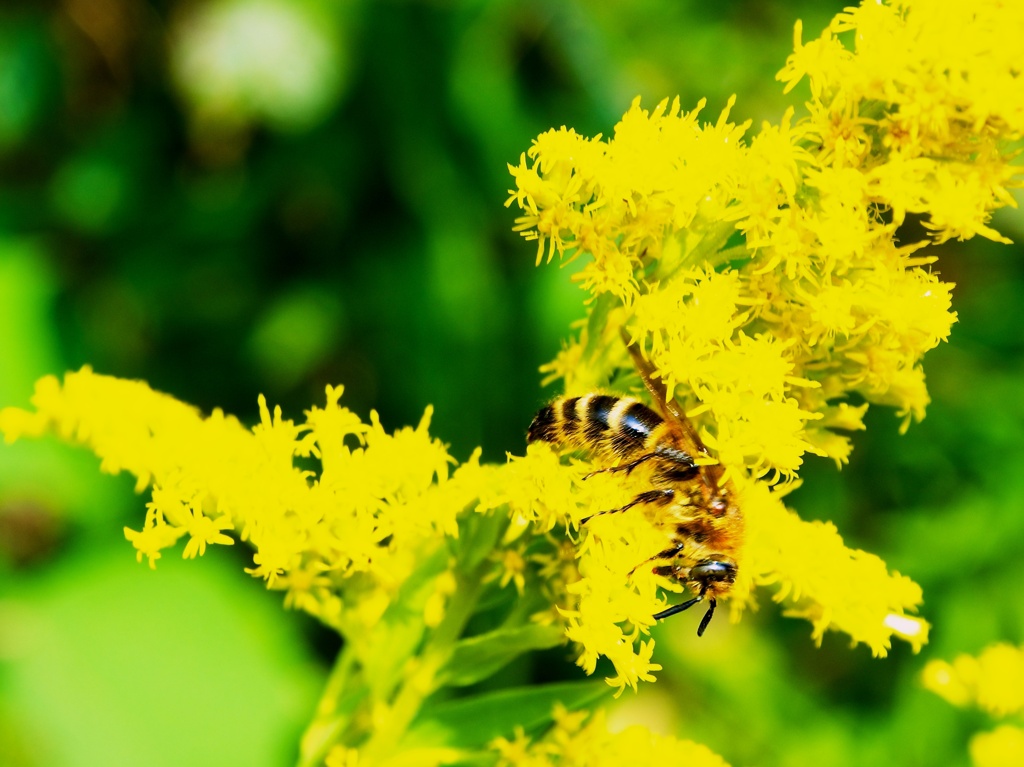 Honey bee and yellow flowers