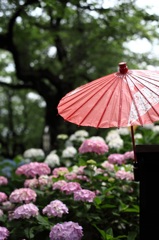 傘と紫陽花