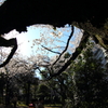 すける花びら