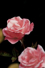 Una rosa rosa.