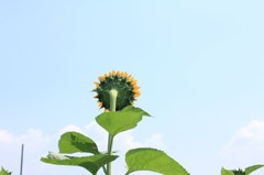 girasole 