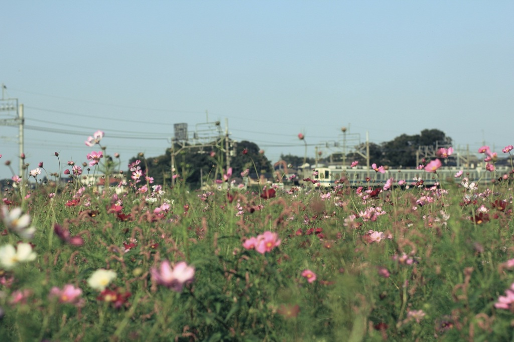コスモスを渡る電車