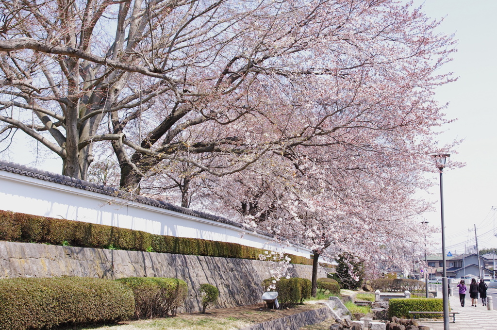 桜