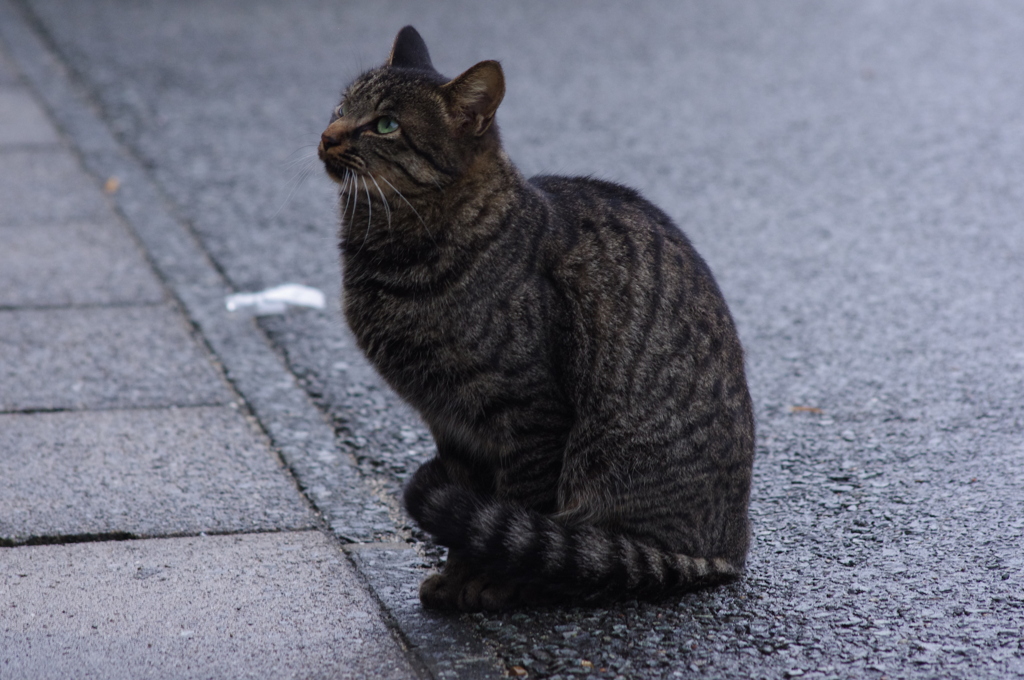 猫さん