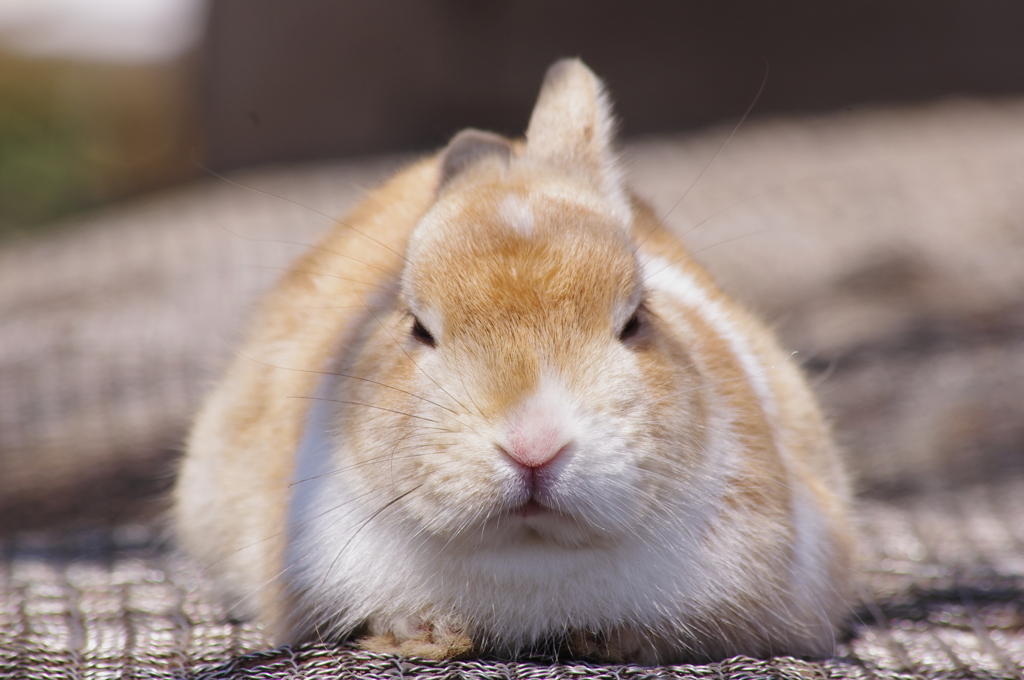 うさうさ