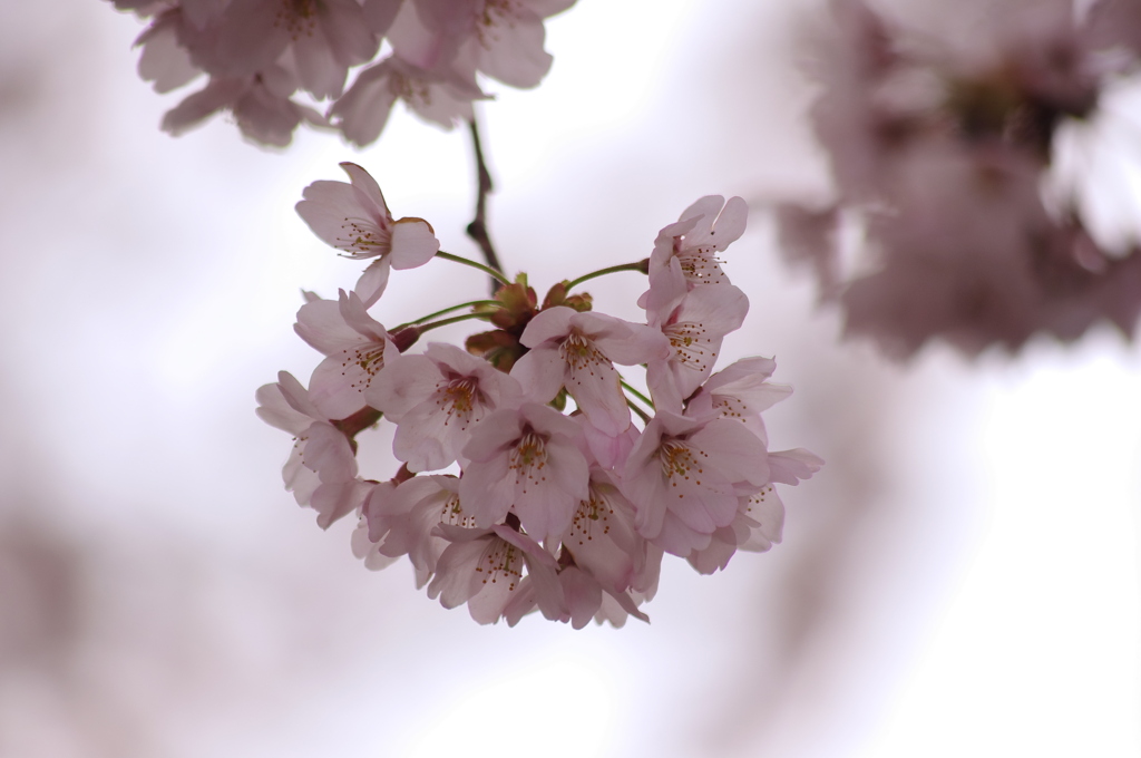 桜