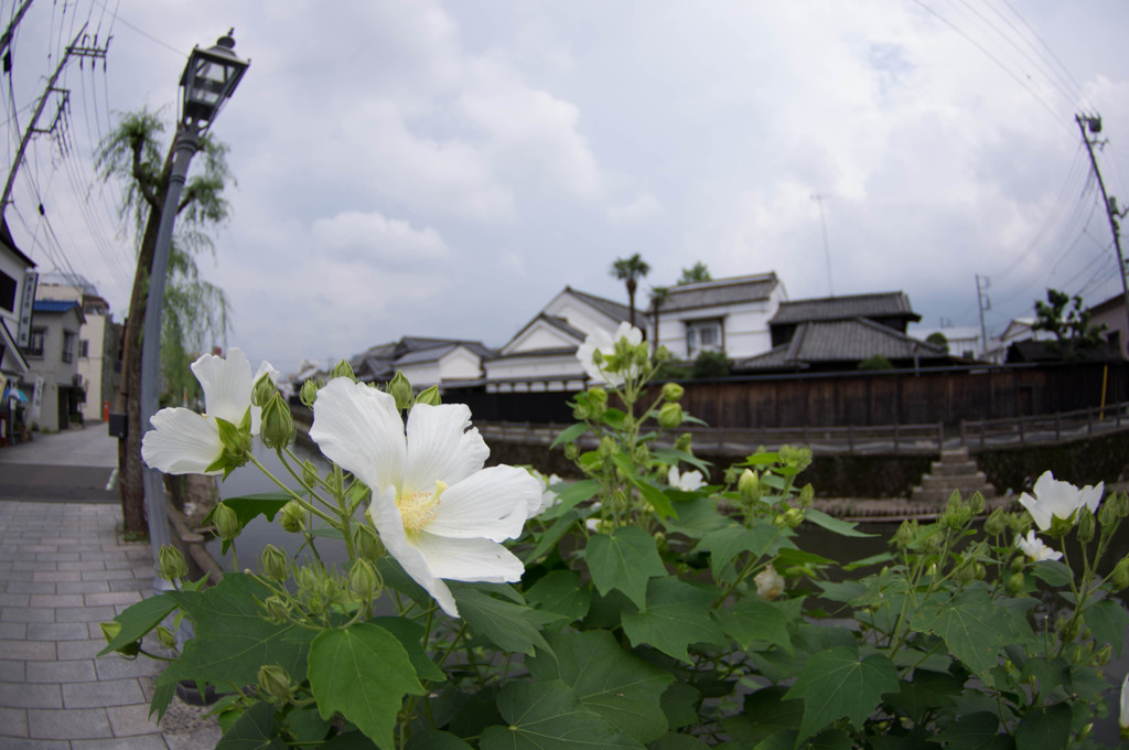 花と蔵