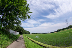 田舎の道