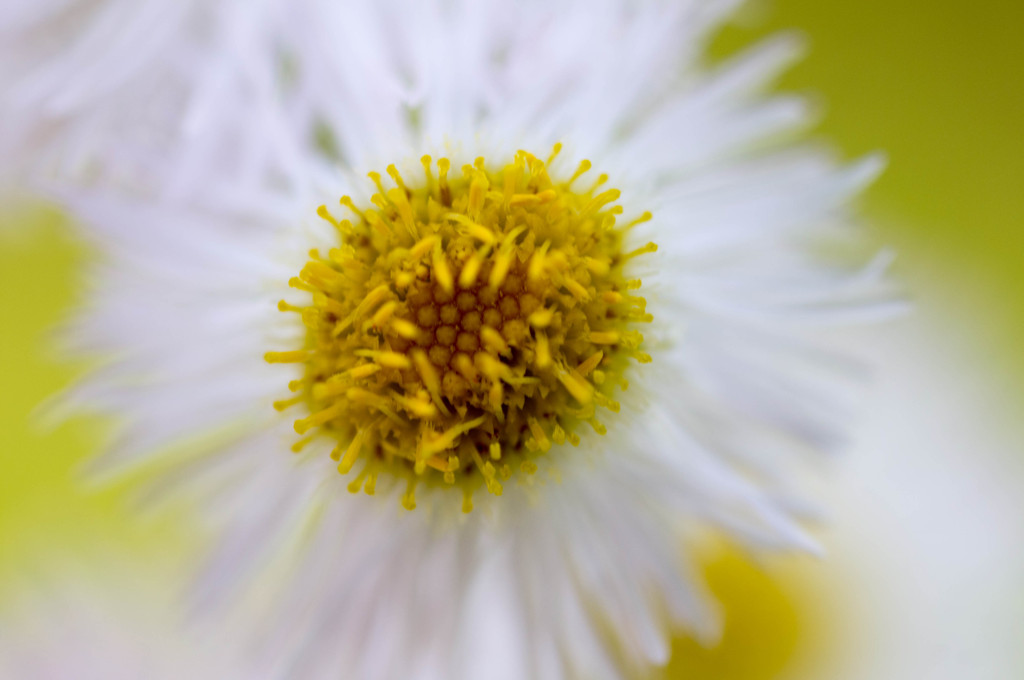 お花