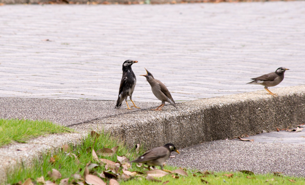 鳥さん１